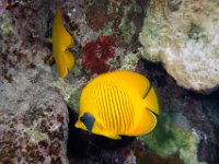 Masked Butterflyfish